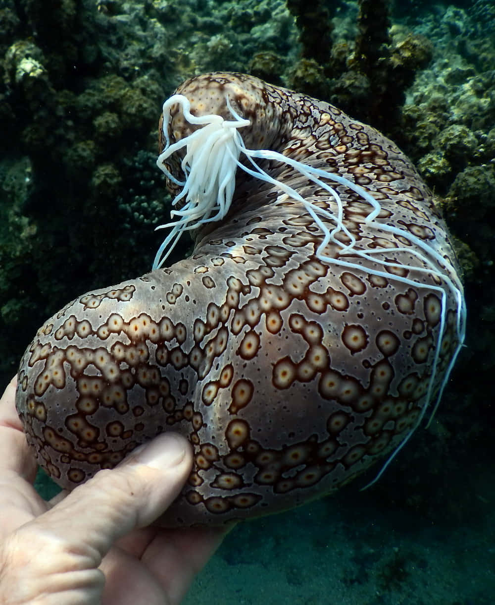 spotted sea cucumber, white tentacles, underwater, SD Phone Wallpaper