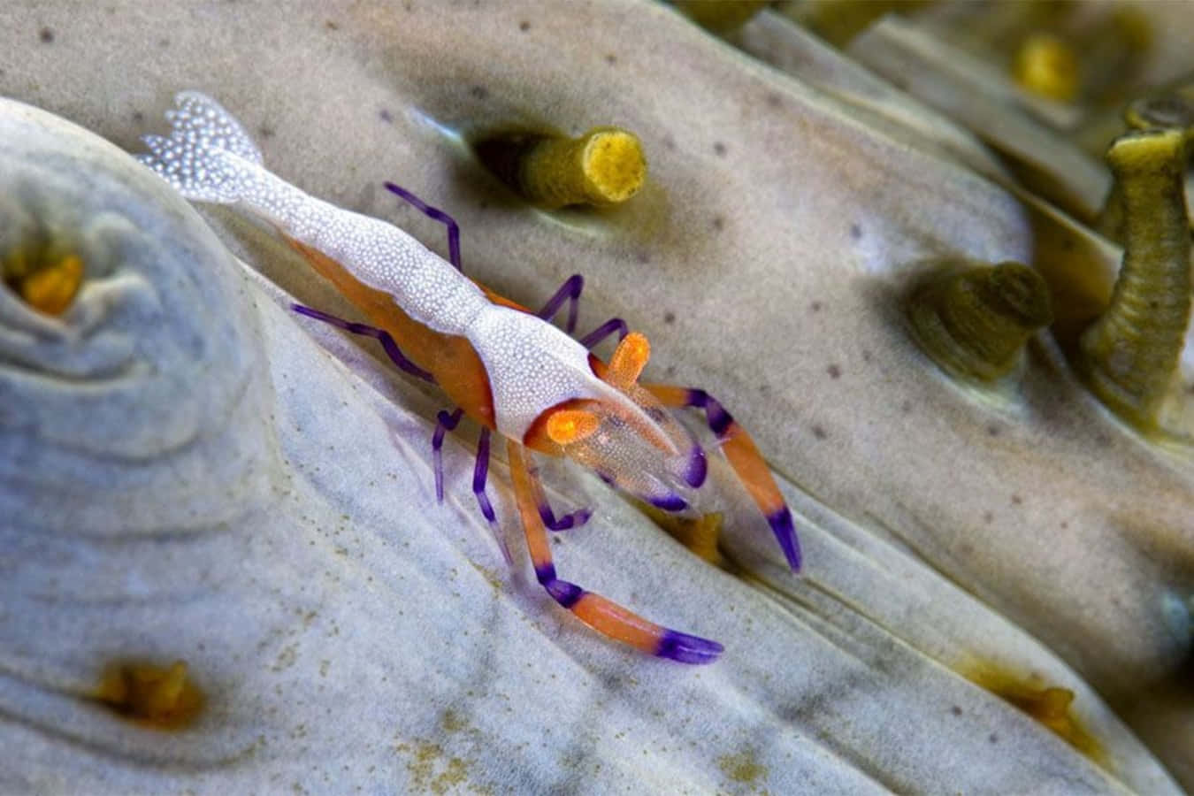 emperor shrimp, sea cucumber, pale coral, HD Desktop Wallpaper