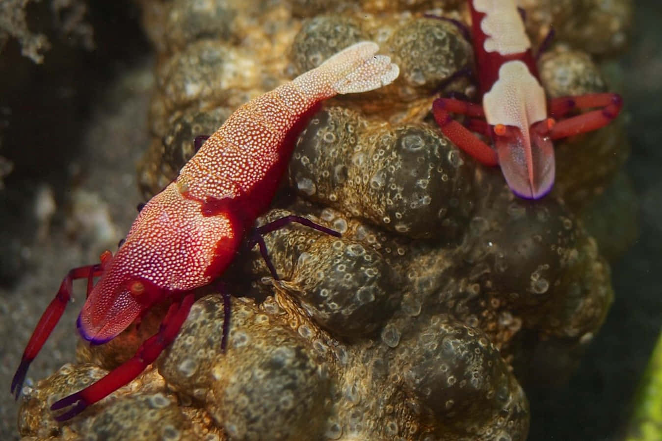 emperor shrimp, sea cucumber, textured brown coral reef, HD Desktop Wallpaper