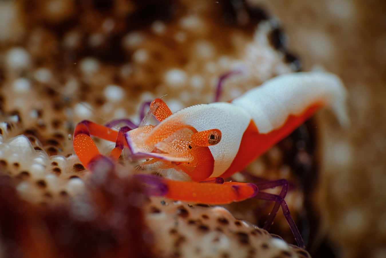 emperor shrimp, sea cucumber, coral surface, HD Desktop Wallpaper