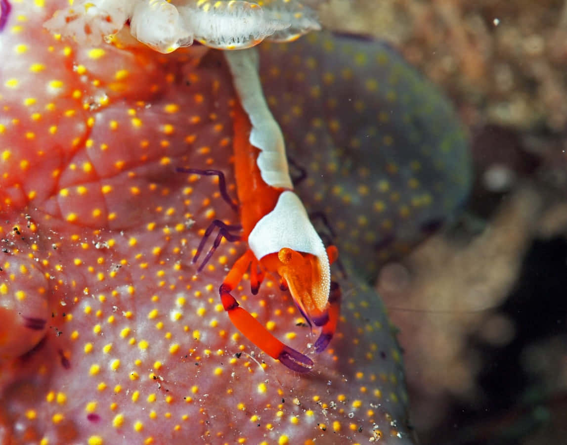 emperor shrimp, sea cucumber, coral reef, SD Desktop Wallpaper