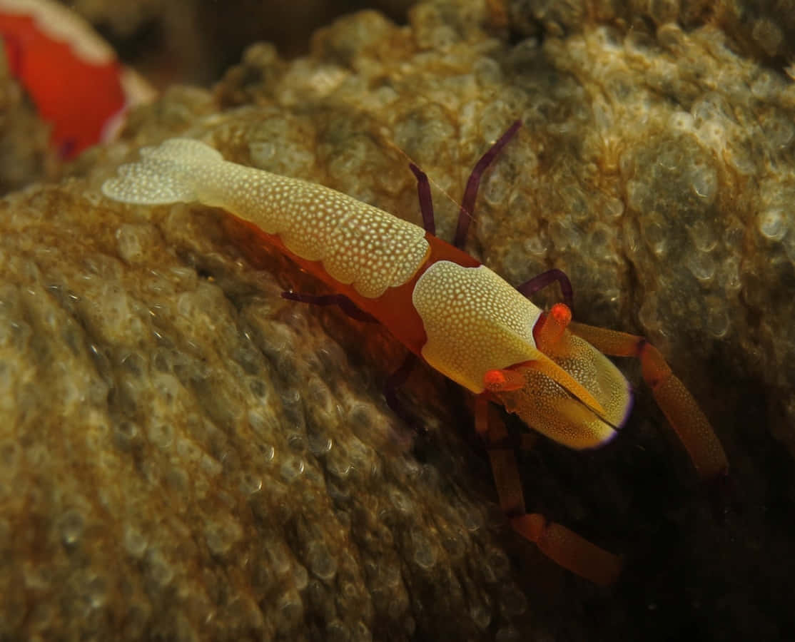 emperor shrimp, sea cucumber, textured coral reef, SD Desktop Wallpaper