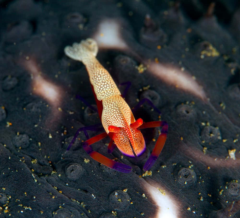 emperor shrimp, sea cucumber, vibrant orange, SD Desktop Wallpaper