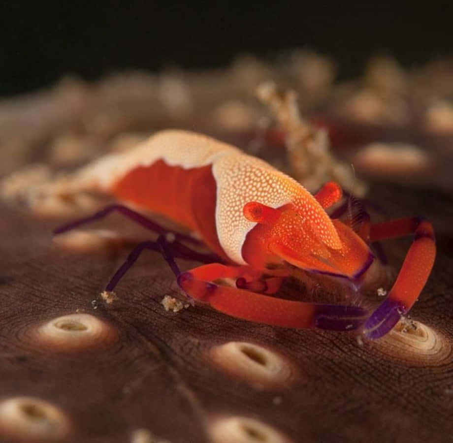 emperor shrimp, sea cucumber, vibrant orange and white, SD Desktop Wallpaper