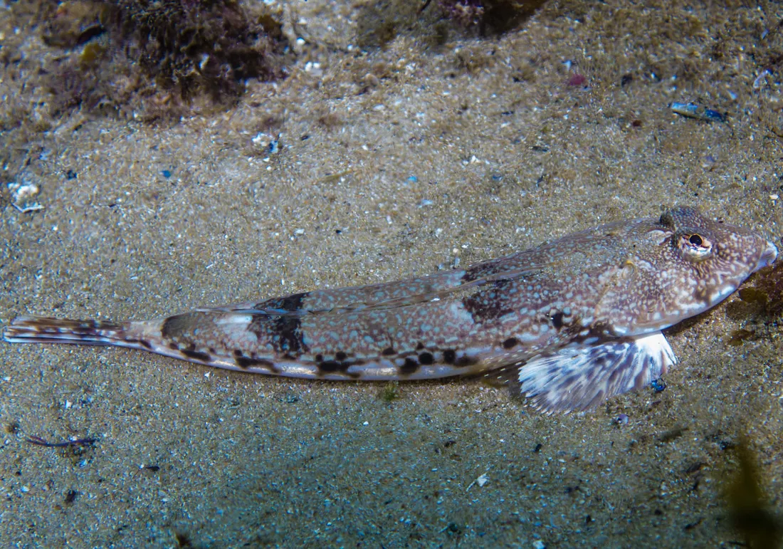 Sea Dragon