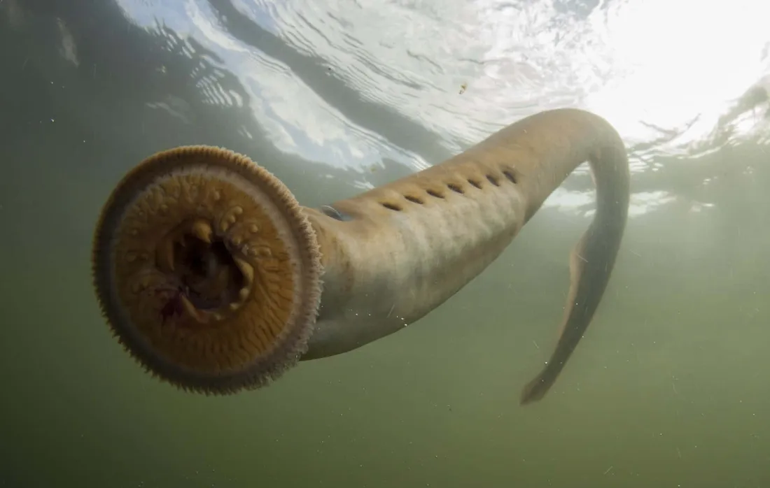 Sea Lamprey