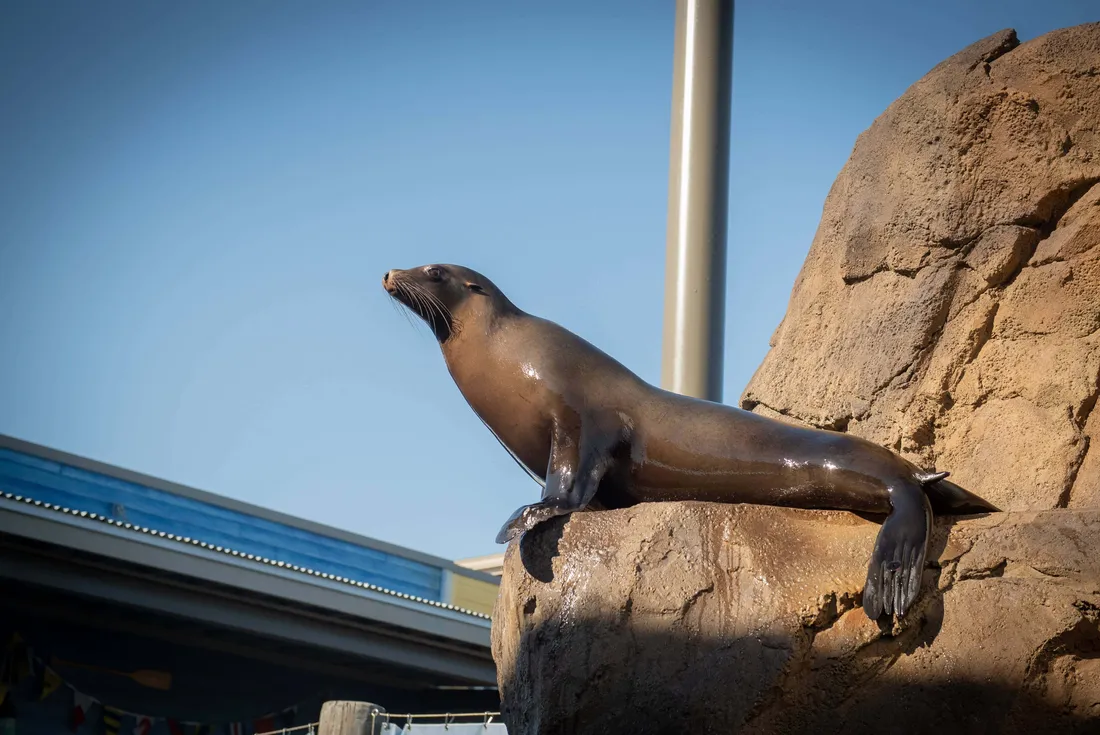 Sea Lion