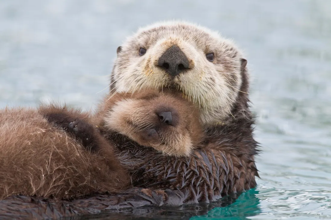 Sea Otter
