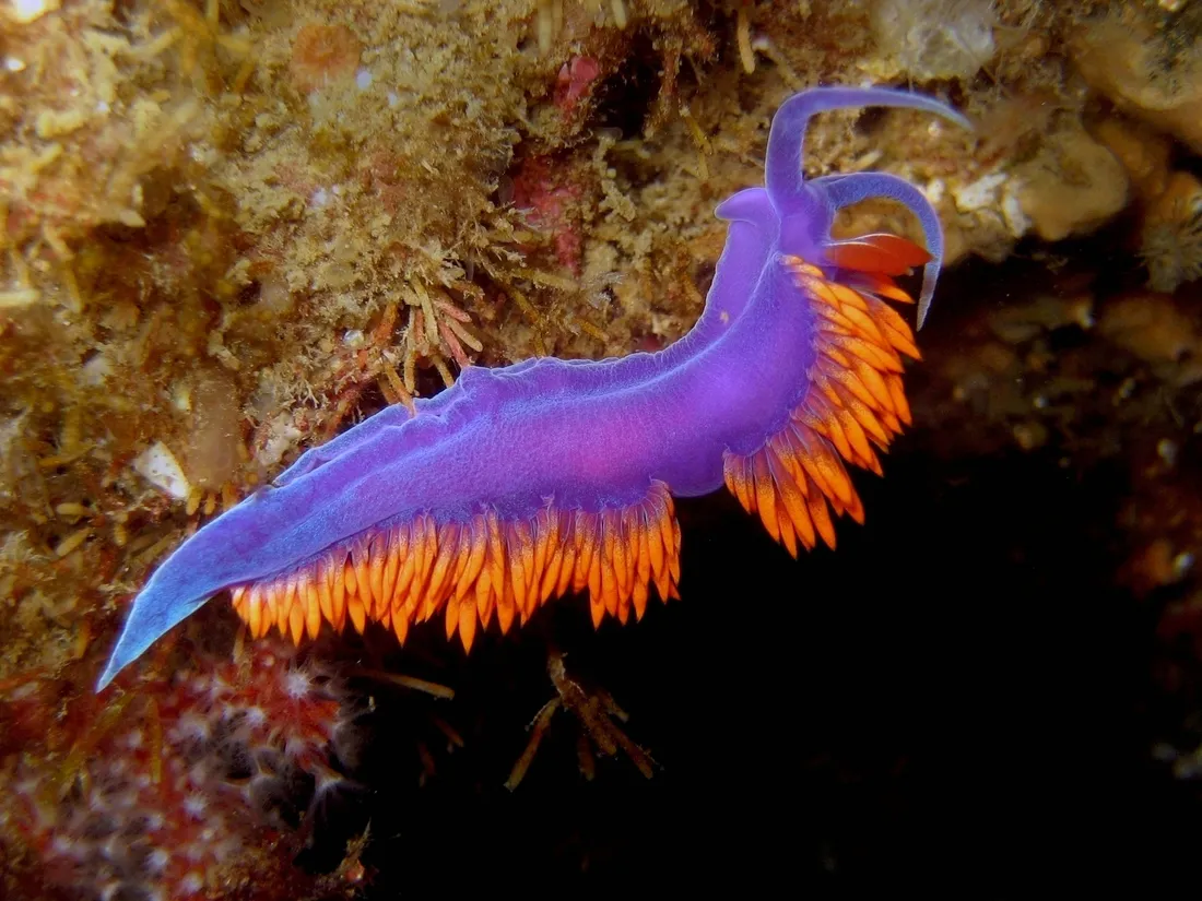 Sea Slug