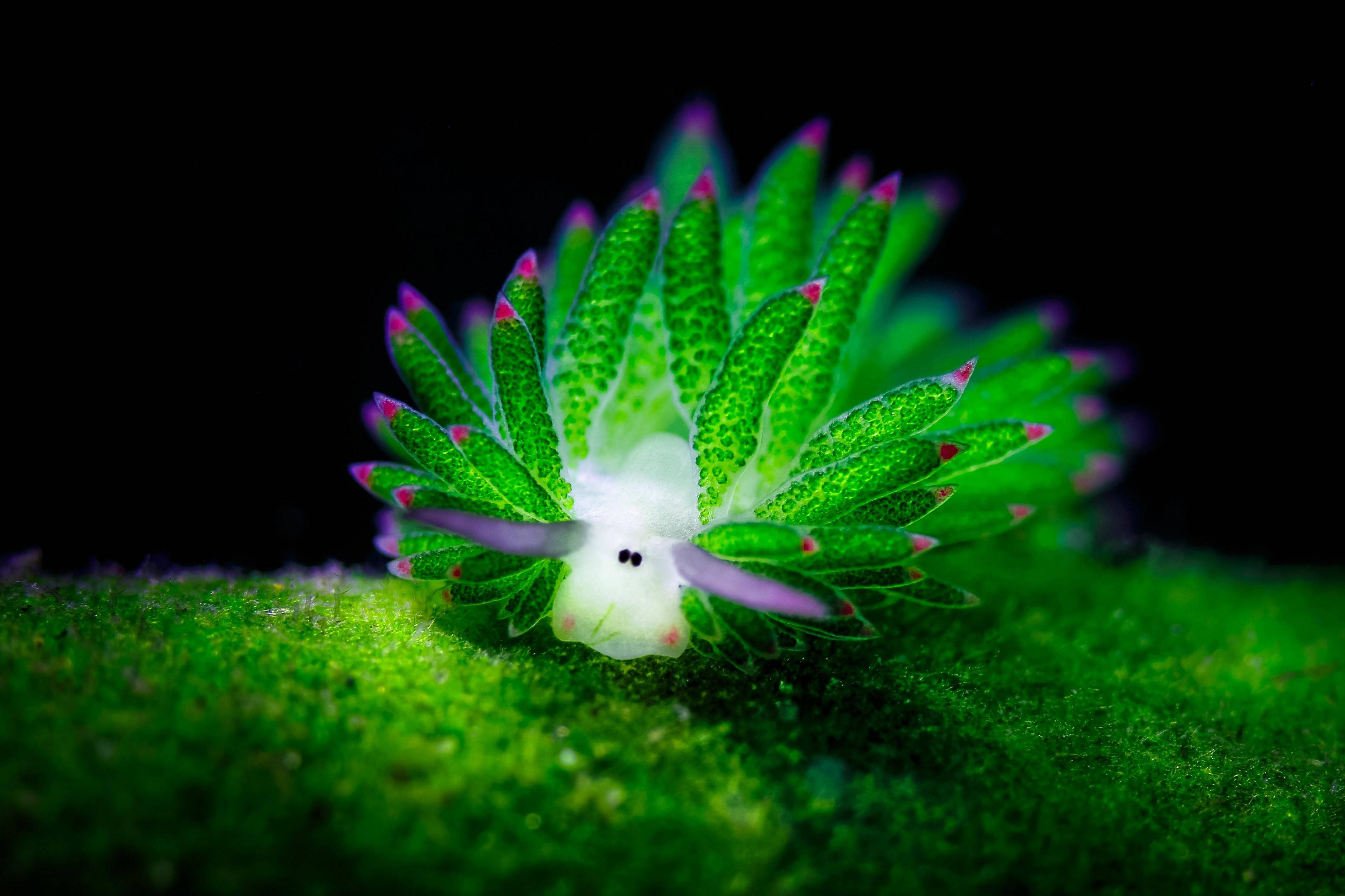 sheep leaf sea slug, vibrant green, pink-tipped appendages, 4K Desktop Wallpaper
