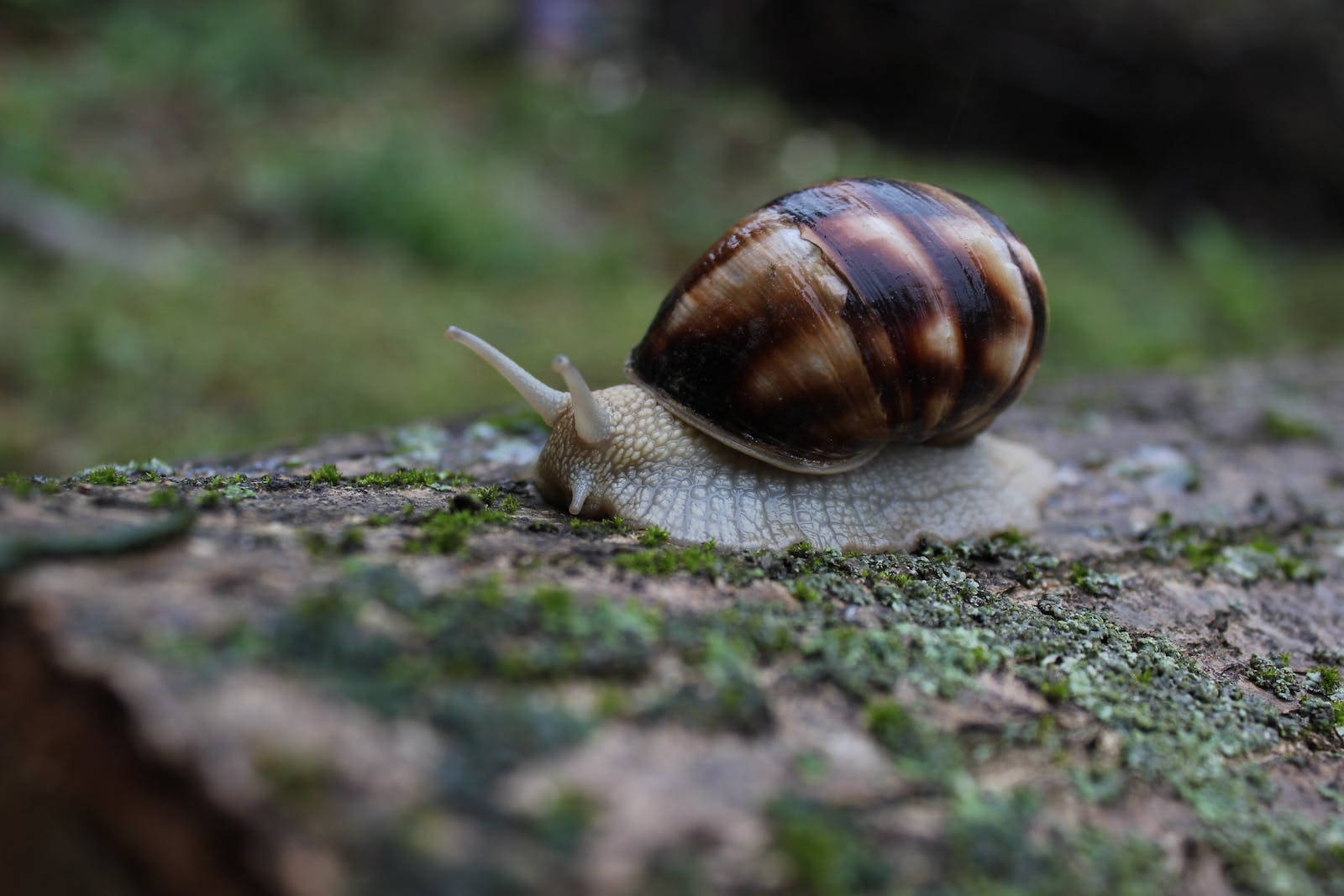 chocolate shell snail, brown and cream striped, mossy tree stump, HD Desktop Wallpaper