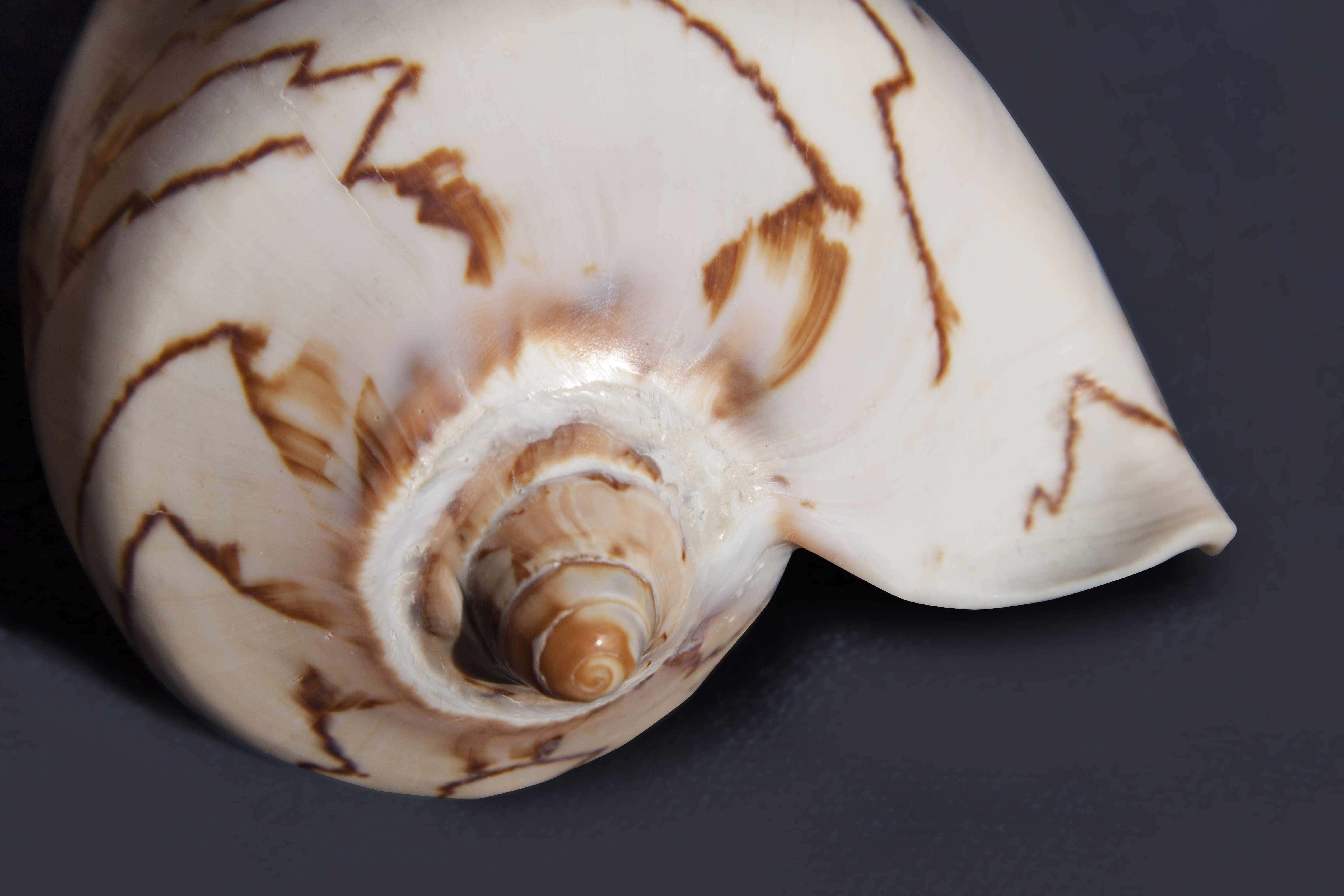 patterned marine snail shell, creamy white surface, intricate brown zigzag patterns, 4K Desktop Wallpaper