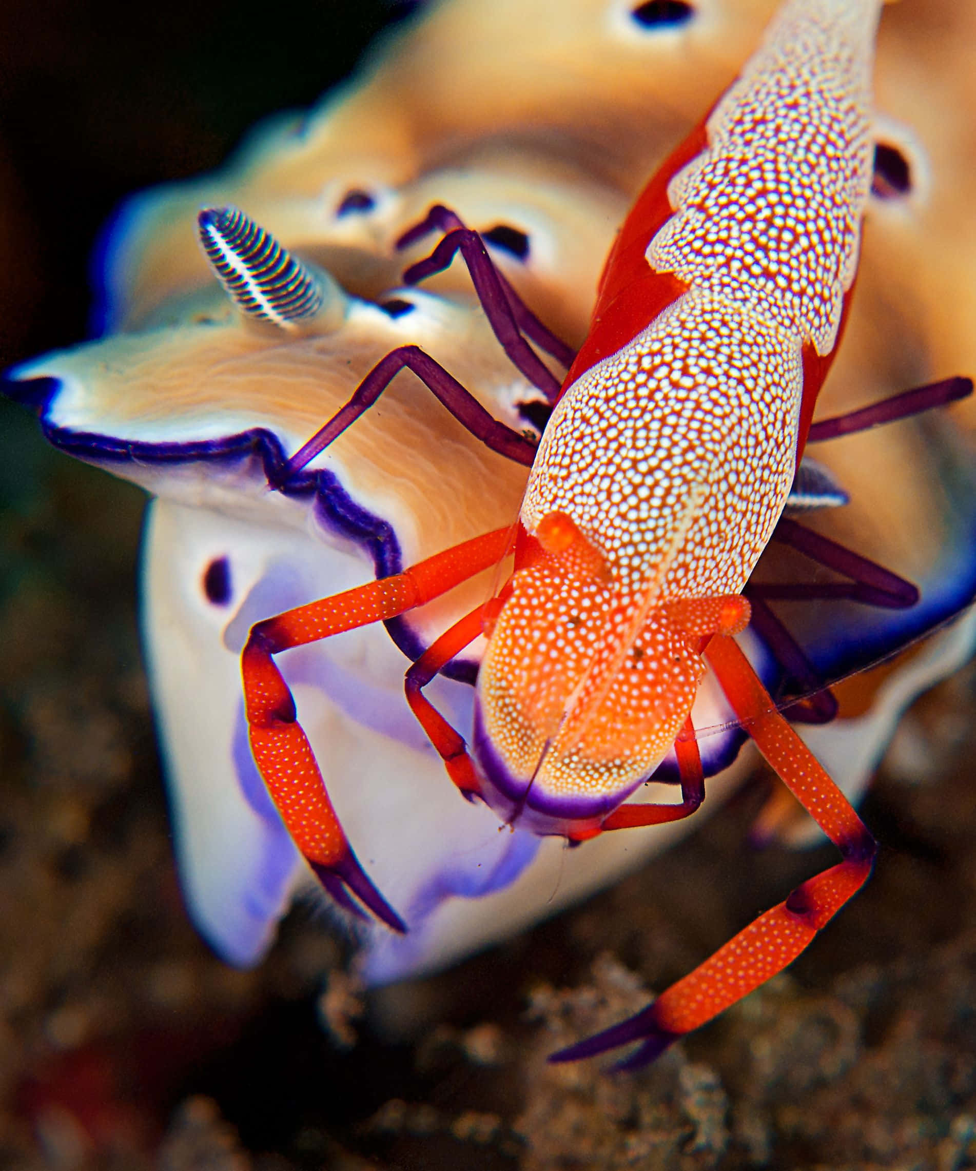 emperor shrimp, sea slug, vibrant orange, Full HD Phone Wallpaper