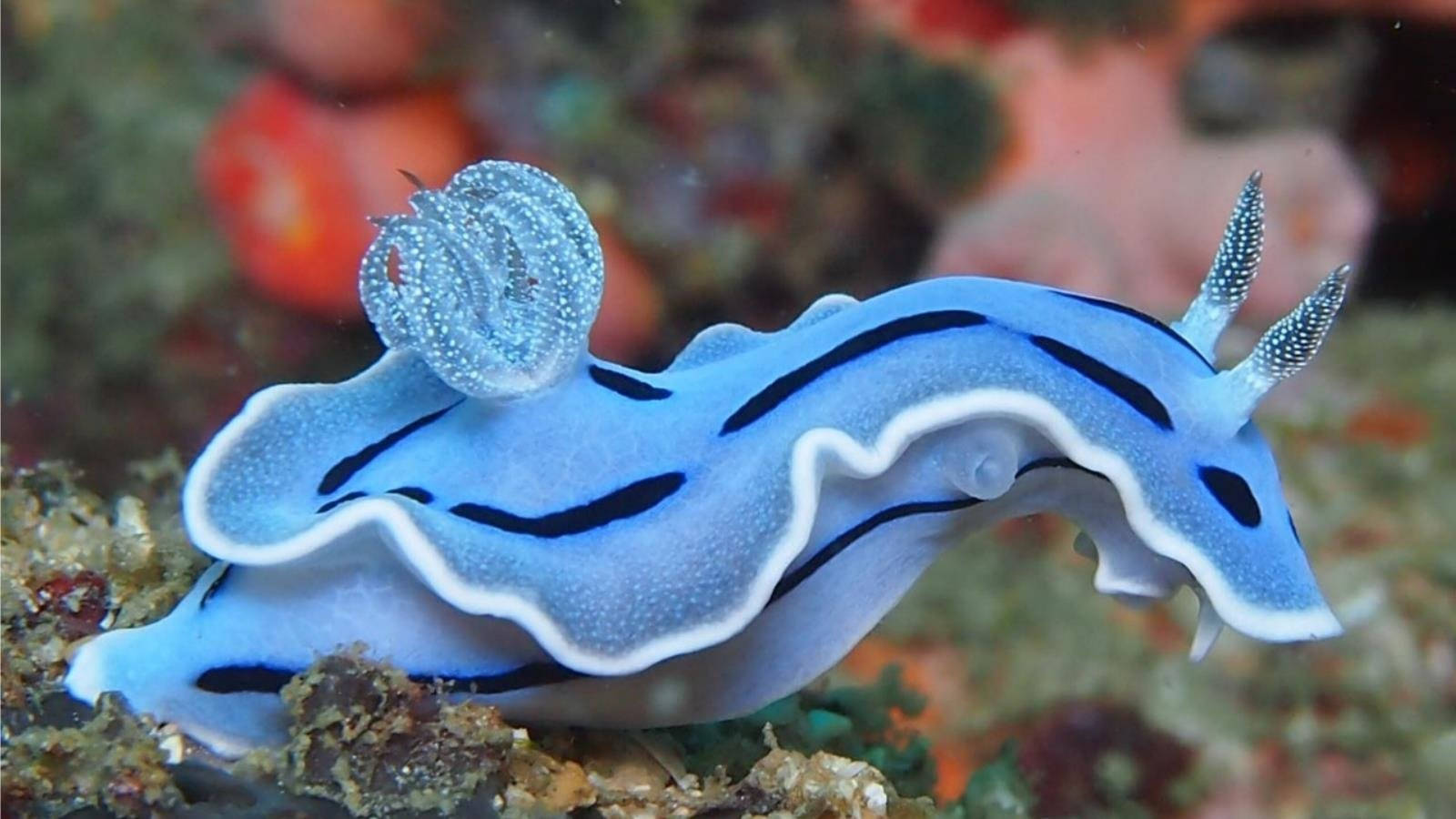 light blue sea slug, black stripes, colorful coral reef, HD Desktop Wallpaper