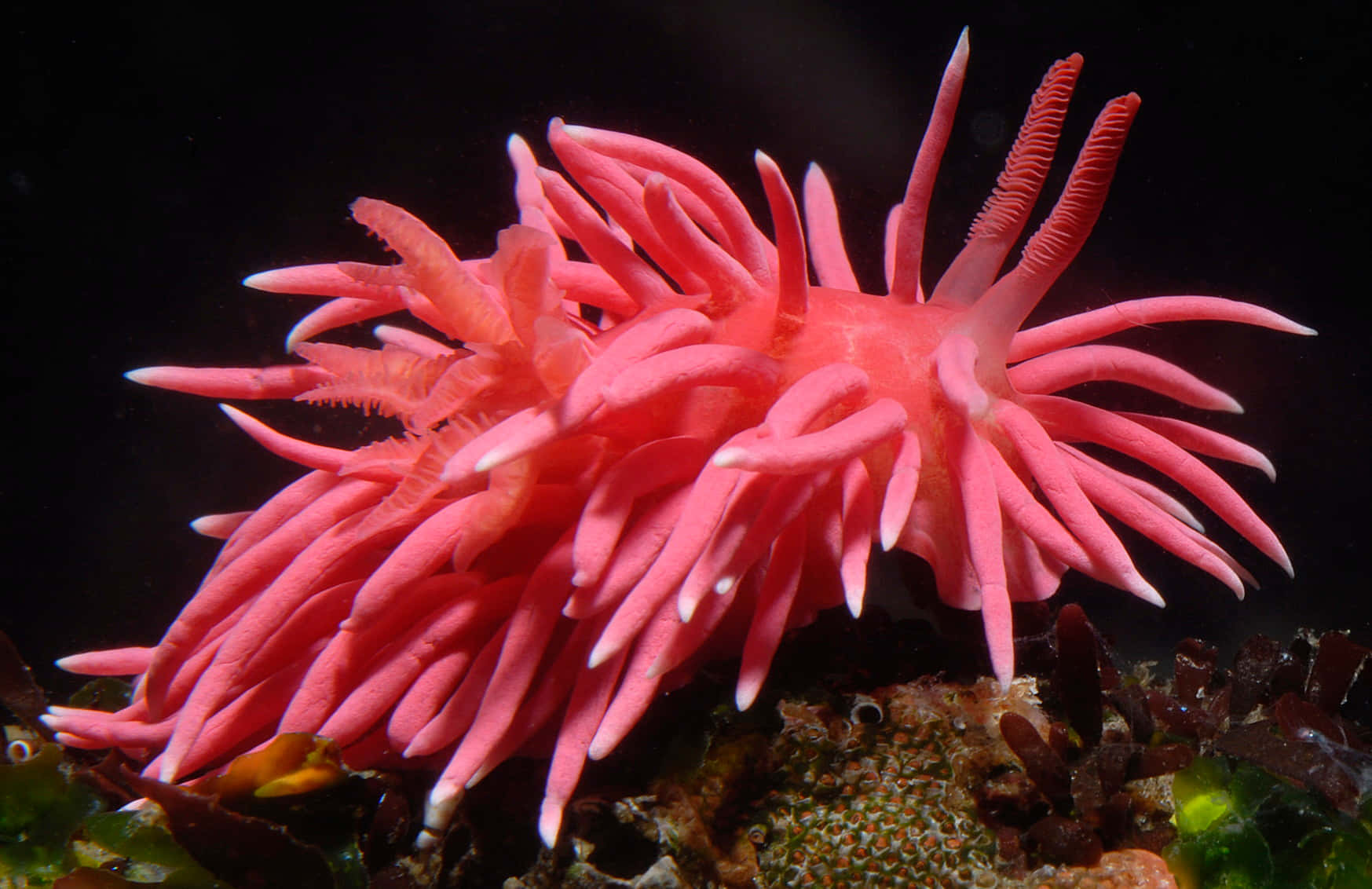 vibrant pink sea slug, delicate white-tipped appendages, rocky ocean floor, HD Desktop Wallpaper