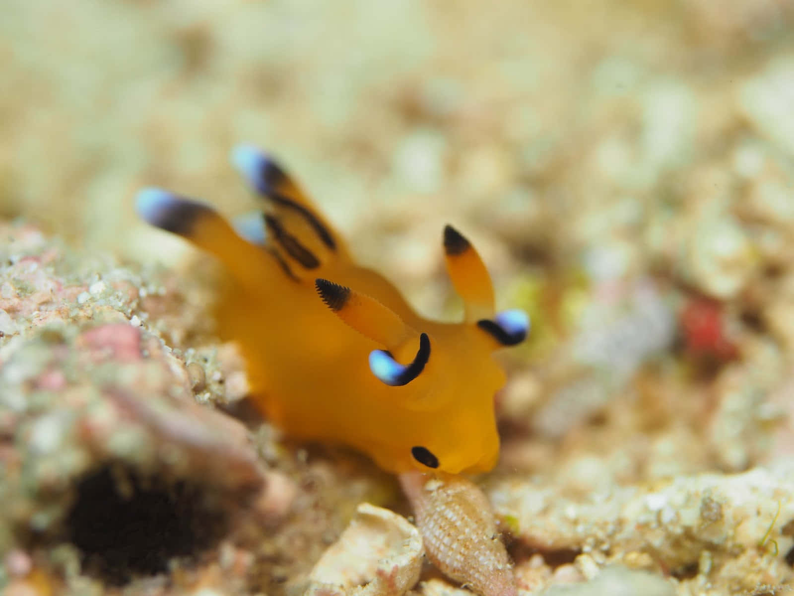 vibrant orange nudibranch, blue-tipped appendages, sandy coral rubble, HD Desktop Wallpaper