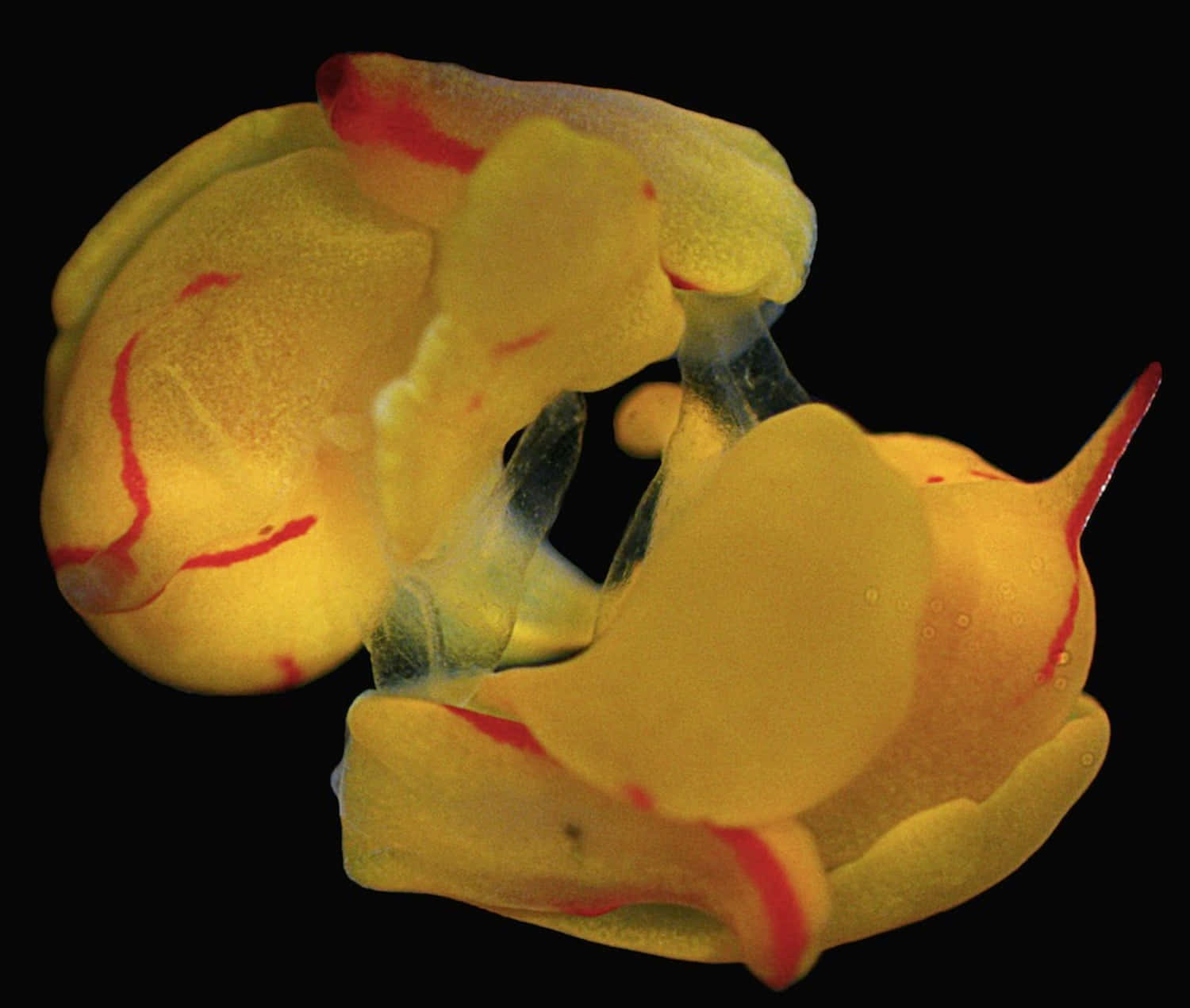 colorful sea slug, translucent yellow, red markings, HD Desktop Wallpaper