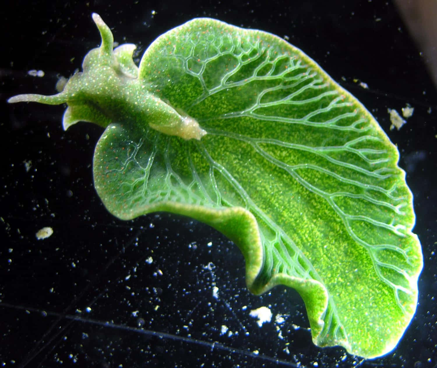 green leaf sea slug, elysia chlorotica, translucent green, HD Desktop Wallpaper