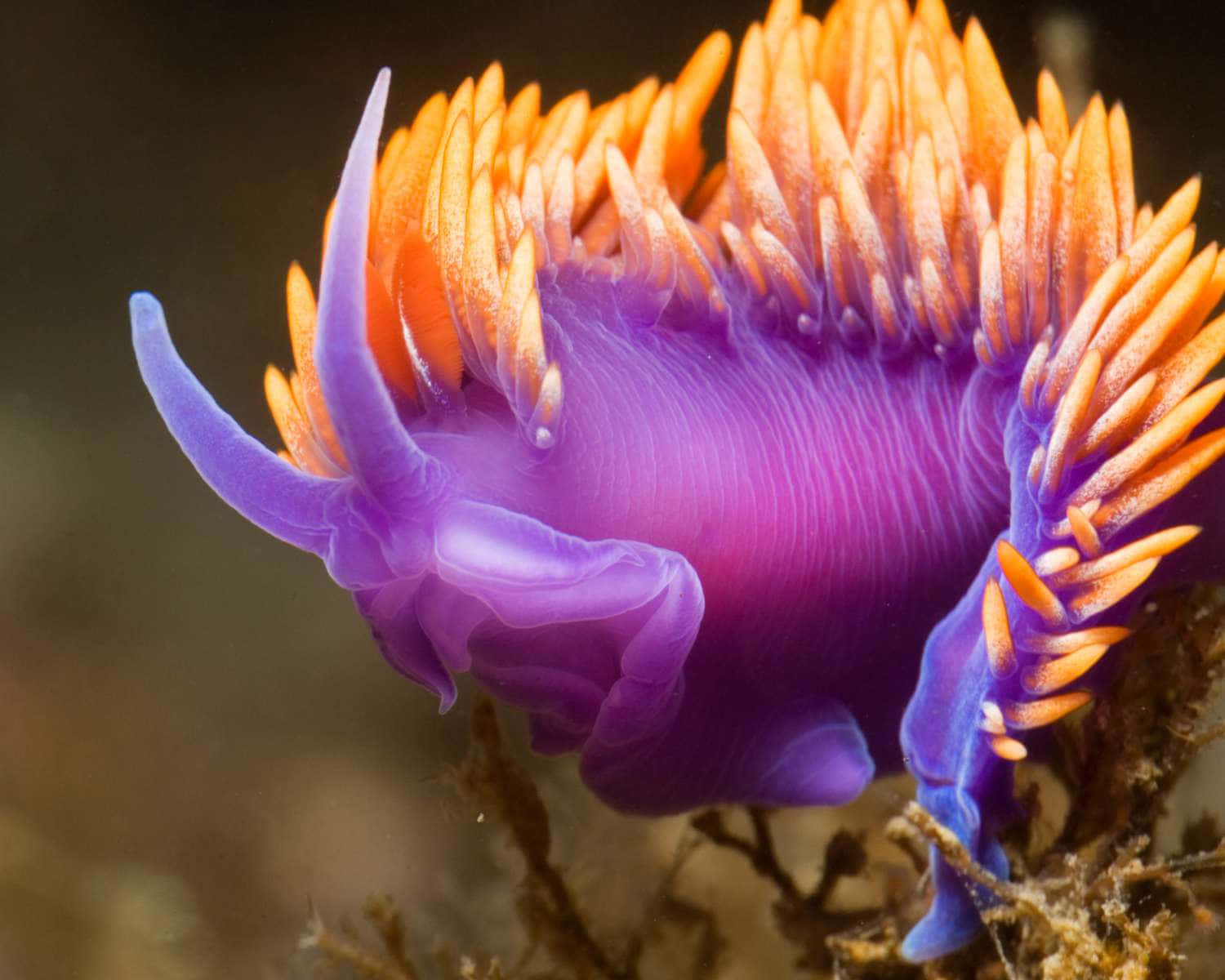 vibrant purple, orange sea slug, feathery appendages, HD Desktop Wallpaper