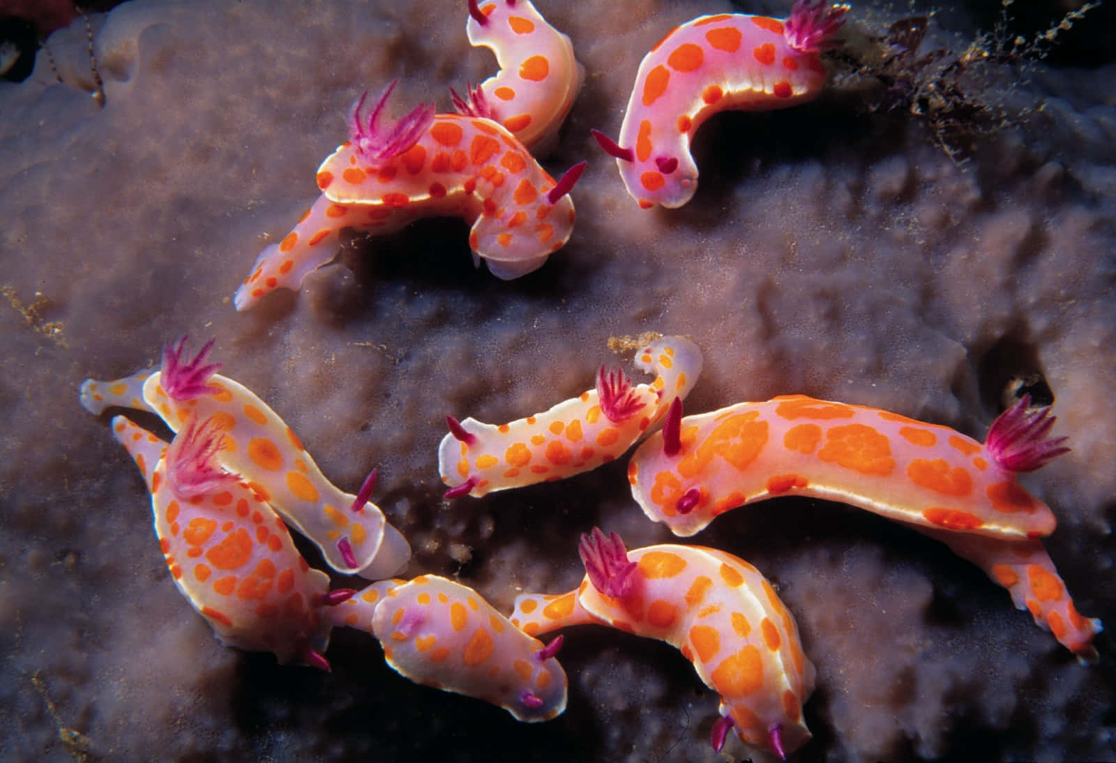 colorful sea slugs, pink and orange spotted sea slugs, purple-tipped appendages, HD Desktop Wallpaper