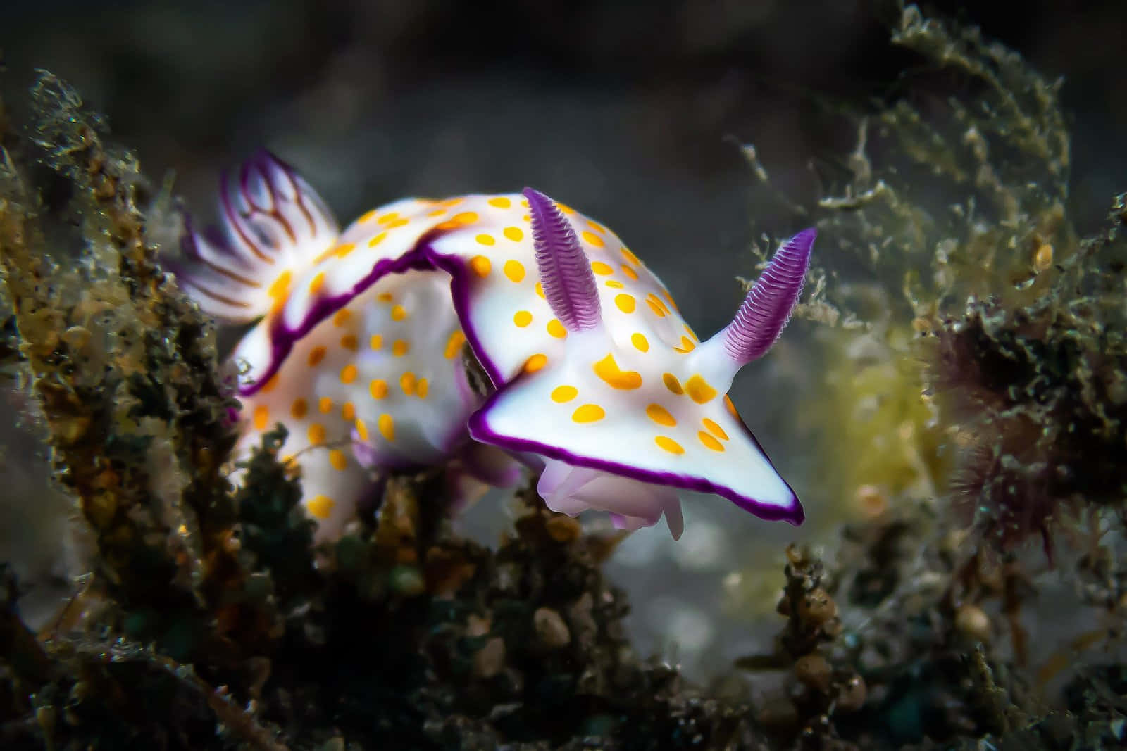 vibrant purple, white nudibranch, yellow spots, HD Desktop Wallpaper
