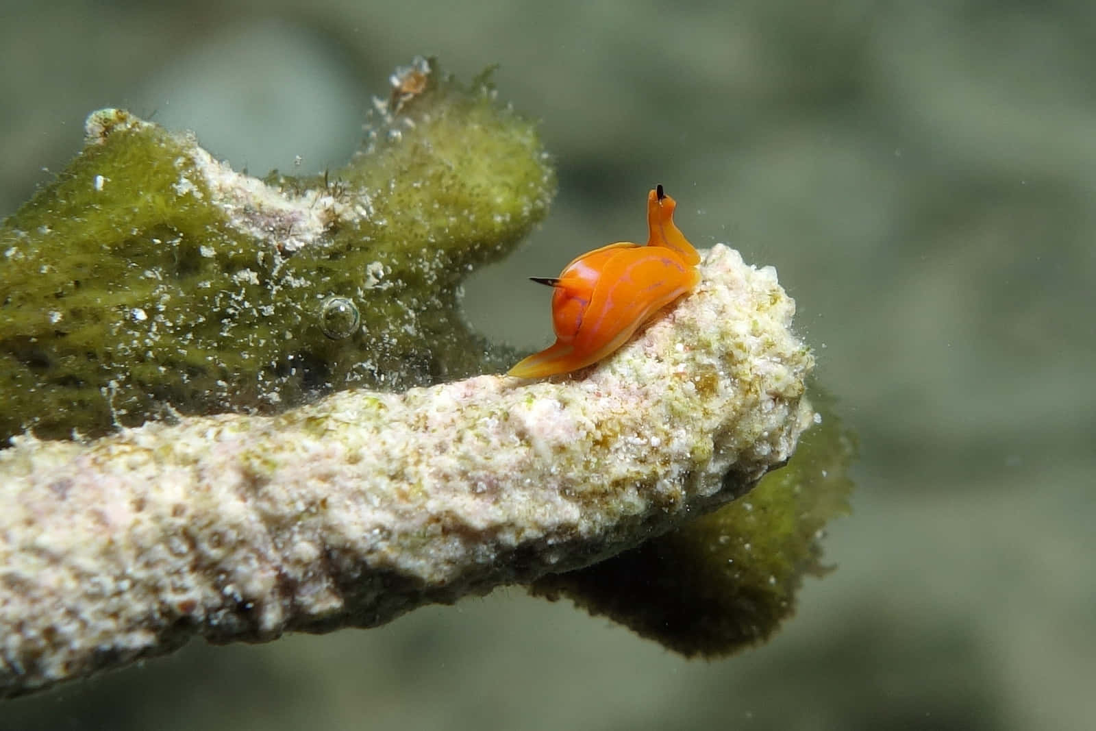 orange sea slug, coral branch, green algae, HD Desktop Wallpaper