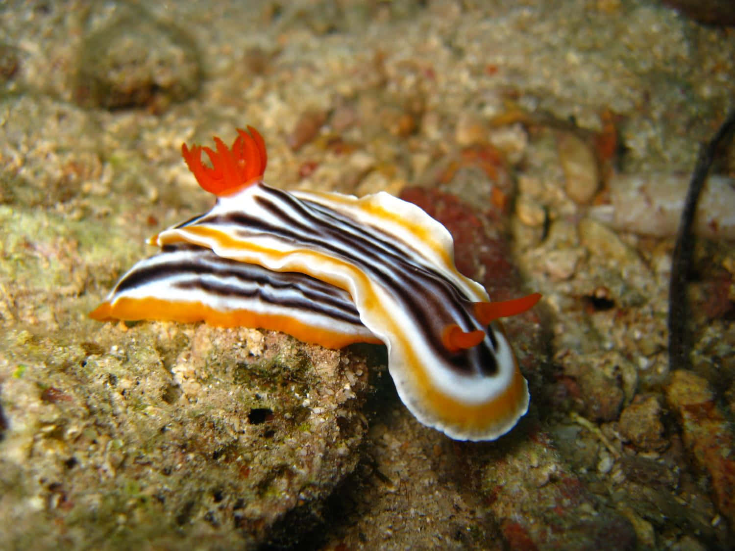 colorful sea slug, nudibranch, orange white and black striped, HD Desktop Wallpaper