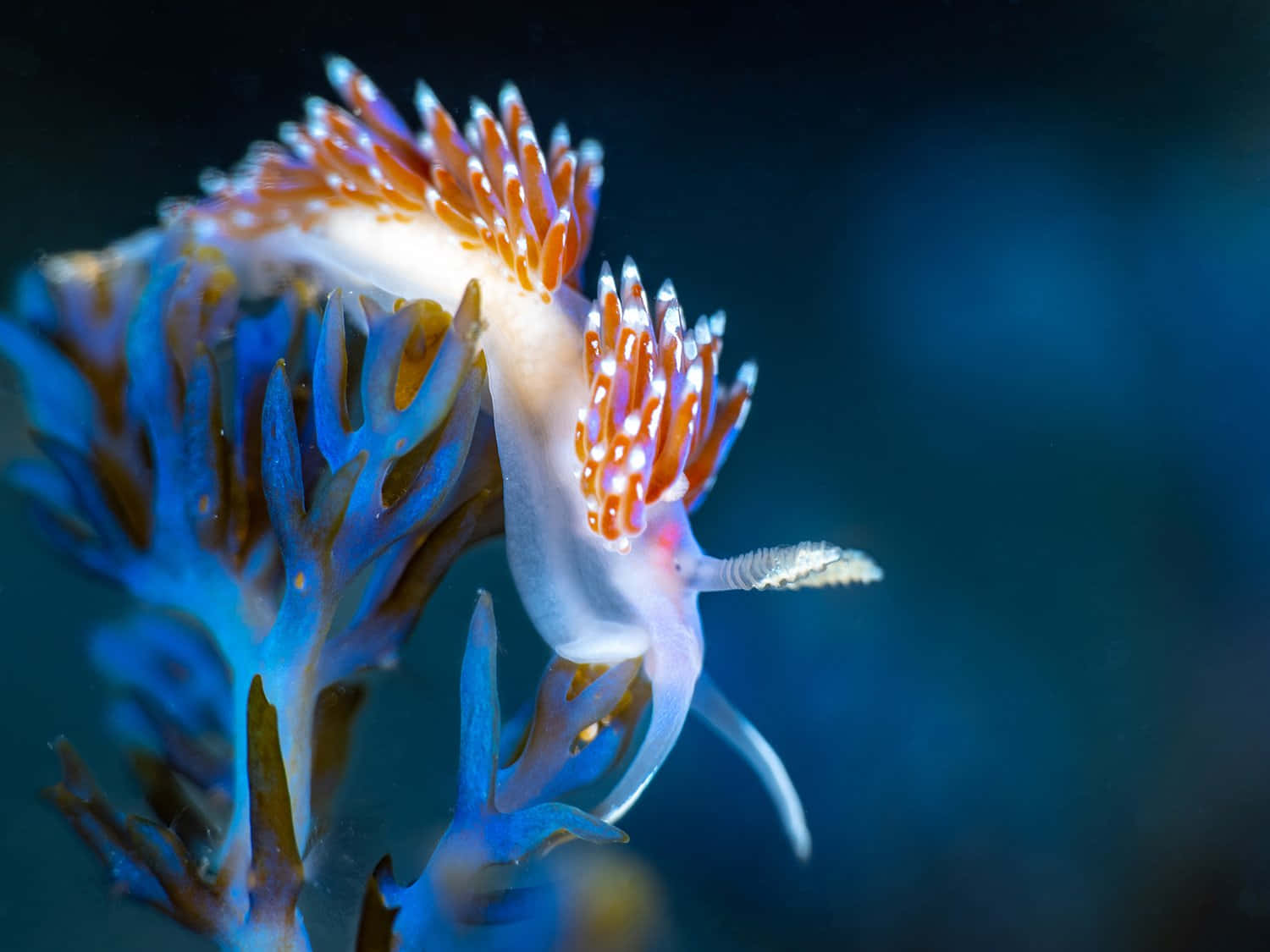 vibrant orange and white sea slug, feathery appendages, blue coral, HD Desktop Wallpaper