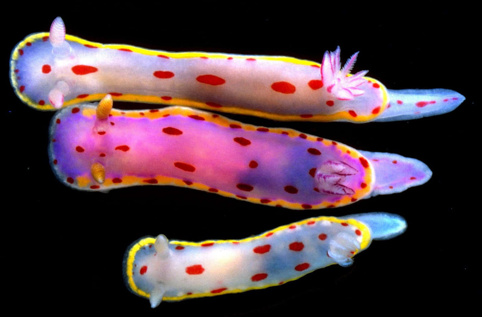 colorful sea slugs, red spots, yellow edges, HD Desktop Wallpaper
