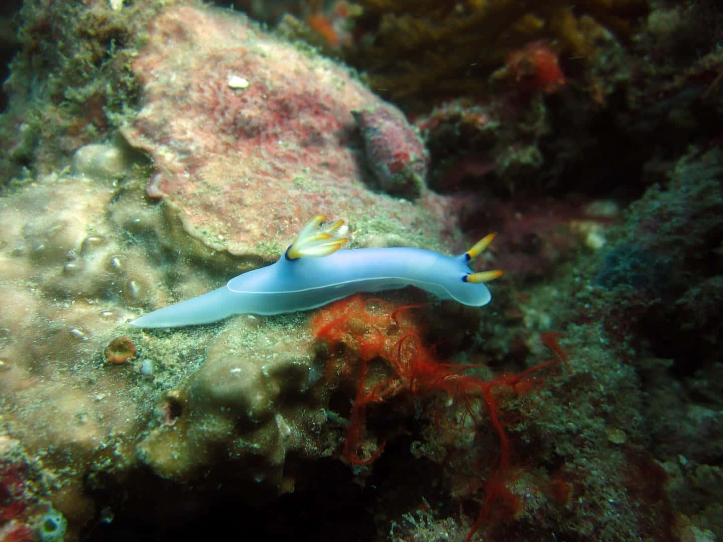 blue sea slug, coral reef, translucent blue, HD Desktop Wallpaper