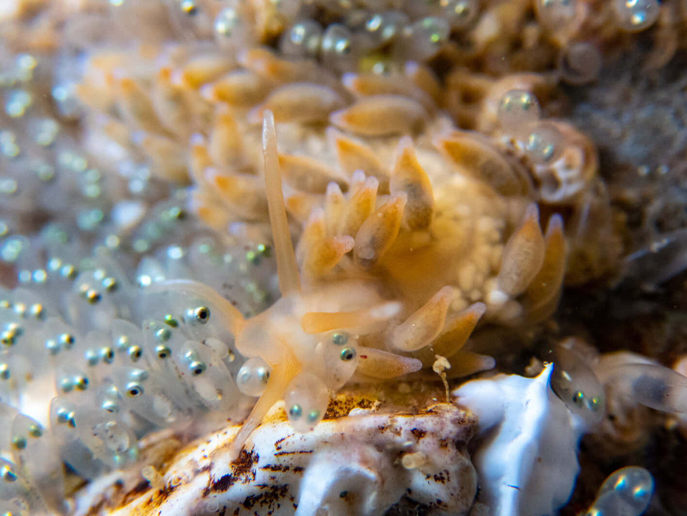 colorful sea slug, translucent orange sea slug, feathery appendages, HD Desktop Wallpaper