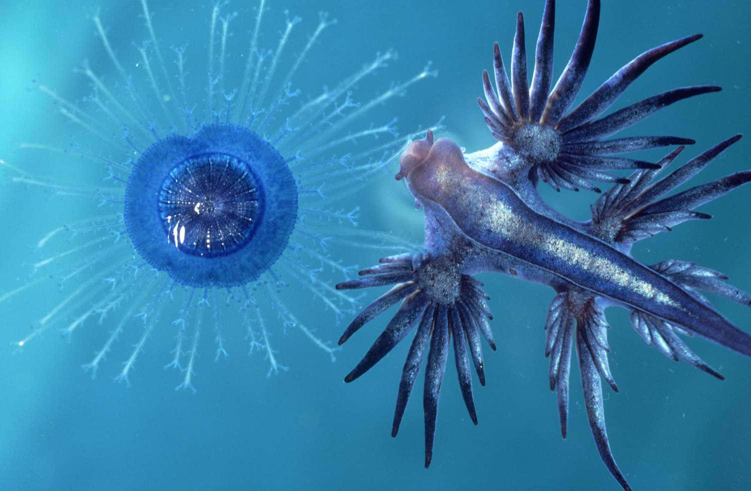 blue jellyfish, purple and silver sea slug, feathery appendages, HD Desktop Wallpaper
