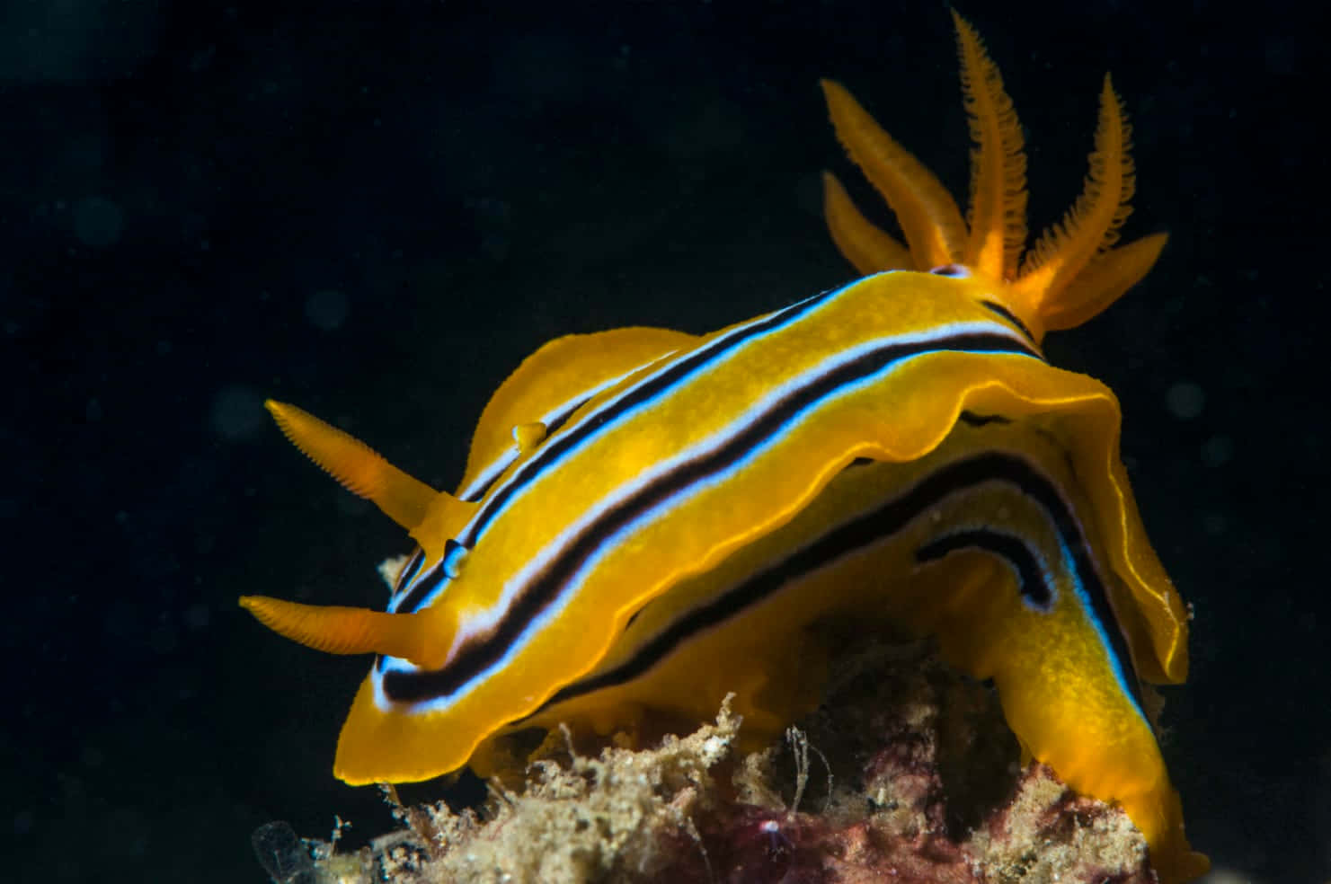 vibrant yellow nudibranch, bold blue and black stripes, textured coral, HD Desktop Wallpaper