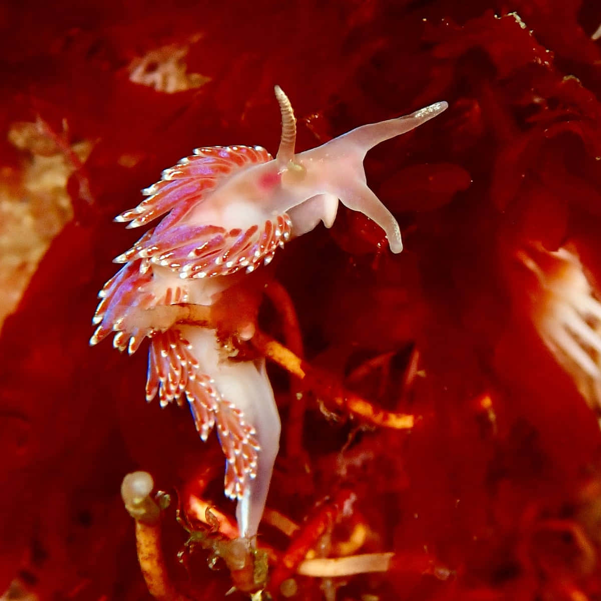 colorful sea slug, red algae, pink and white sea slug, SD Desktop Wallpaper