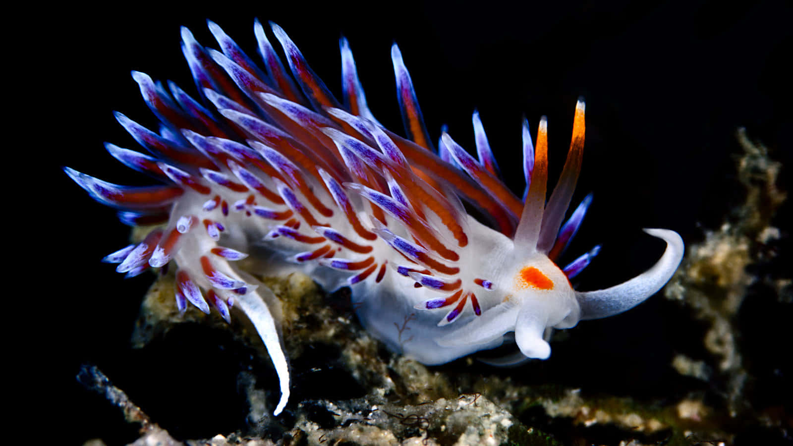 vibrant purple orange and white nudibranch, feathery appendages, dark textured coral, HD Desktop Wallpaper