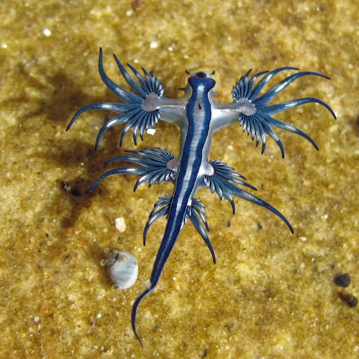 blue dragon sea slug, aeolid nudibranch, feathery appendages, SD Desktop Wallpaper