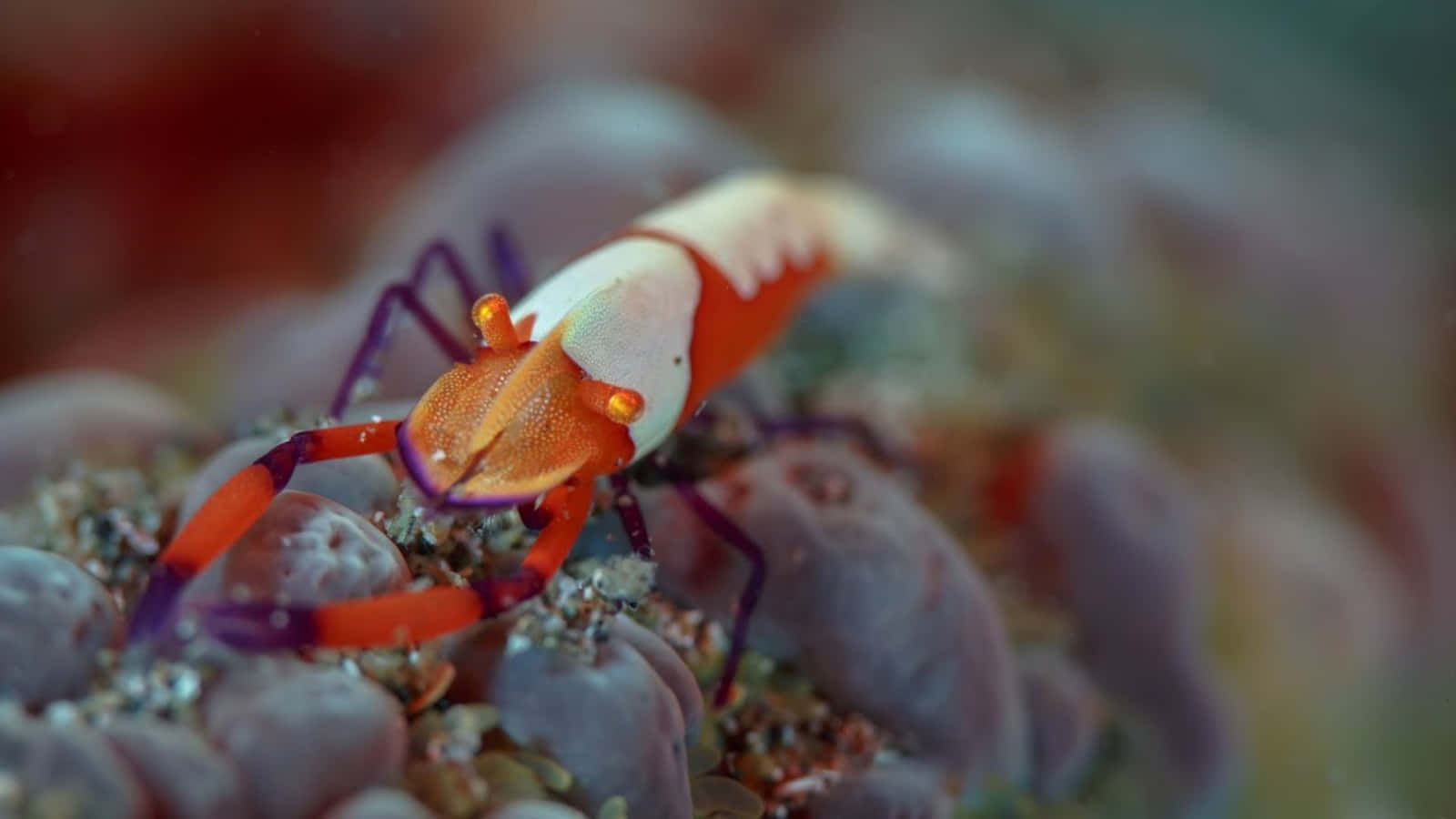 emperor shrimp, sea slug, coral, HD Desktop Wallpaper