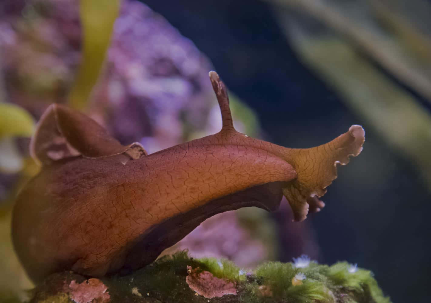 brown sea slug, textured skin, leaf-like appendages, HD Desktop Wallpaper