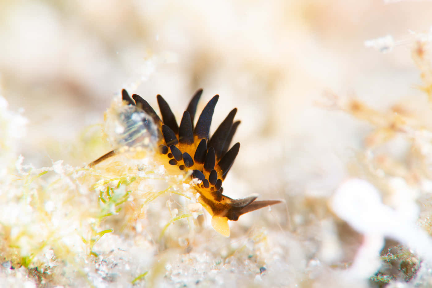 colorful sea slug, vibrant orange and black, feathery appendages, HD Desktop Wallpaper