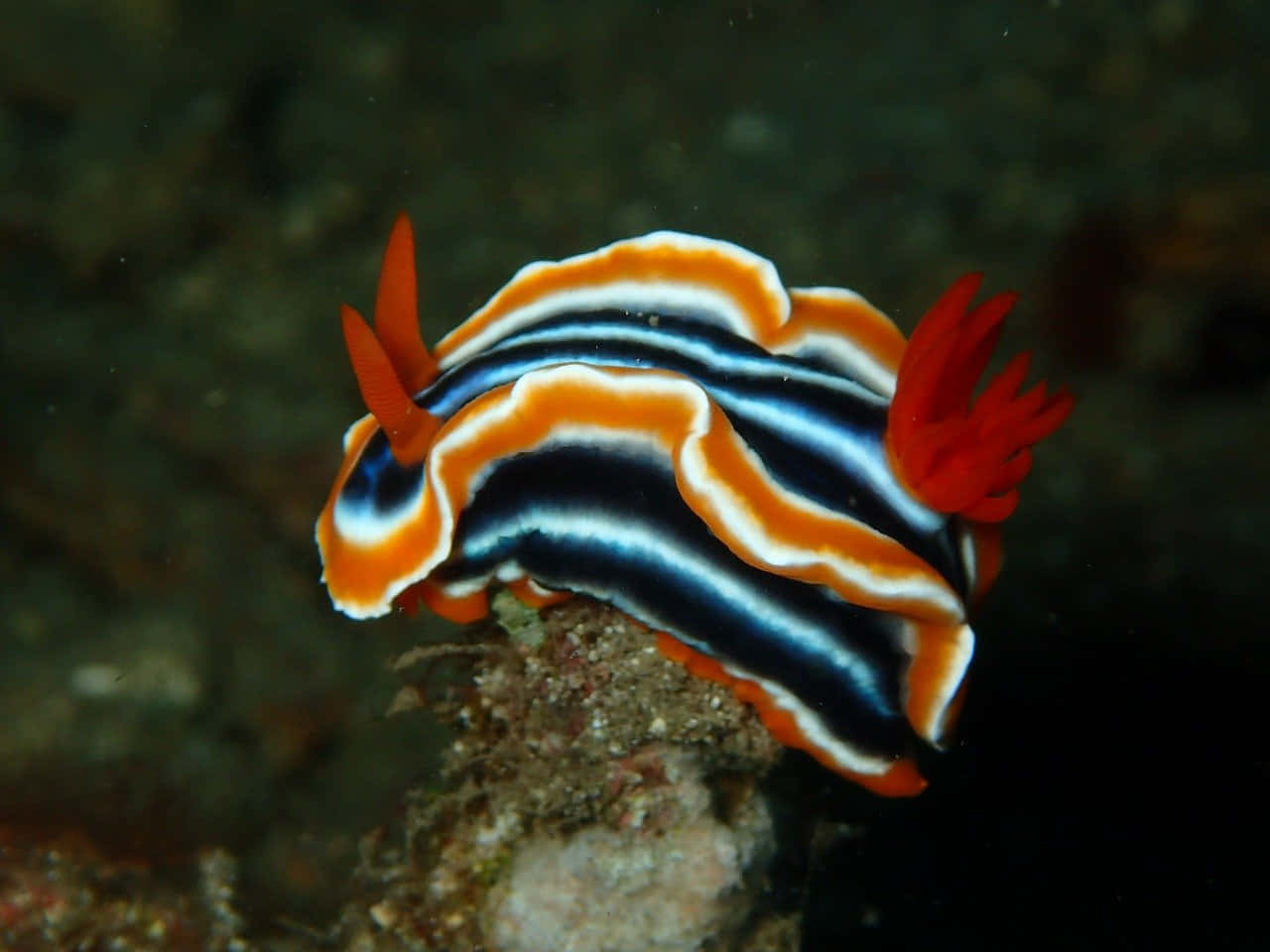 nudibranch, coral reef, orange, HD Desktop Wallpaper