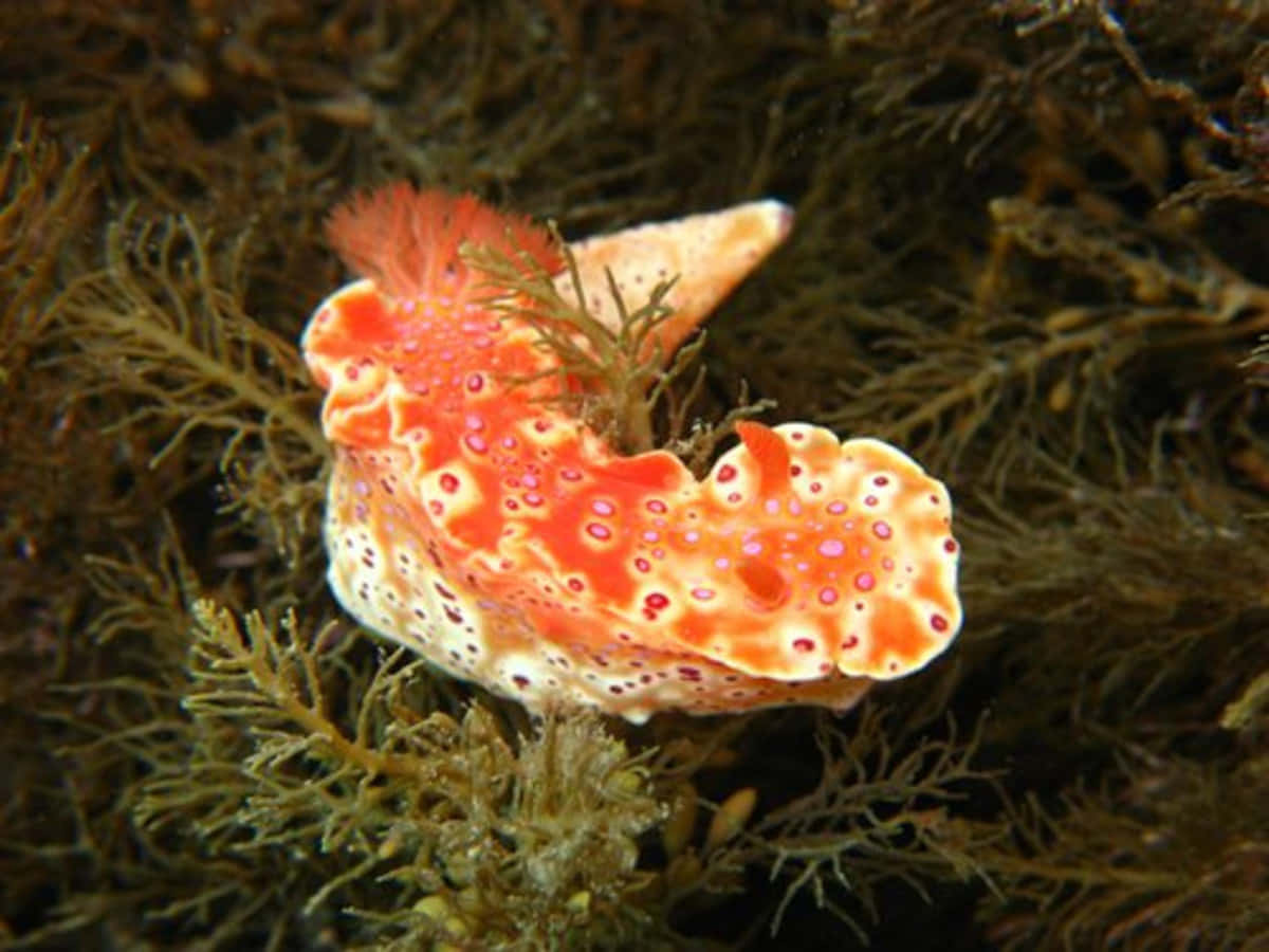 colorful sea slug, orange sea slug, pink spots, SD Desktop Wallpaper