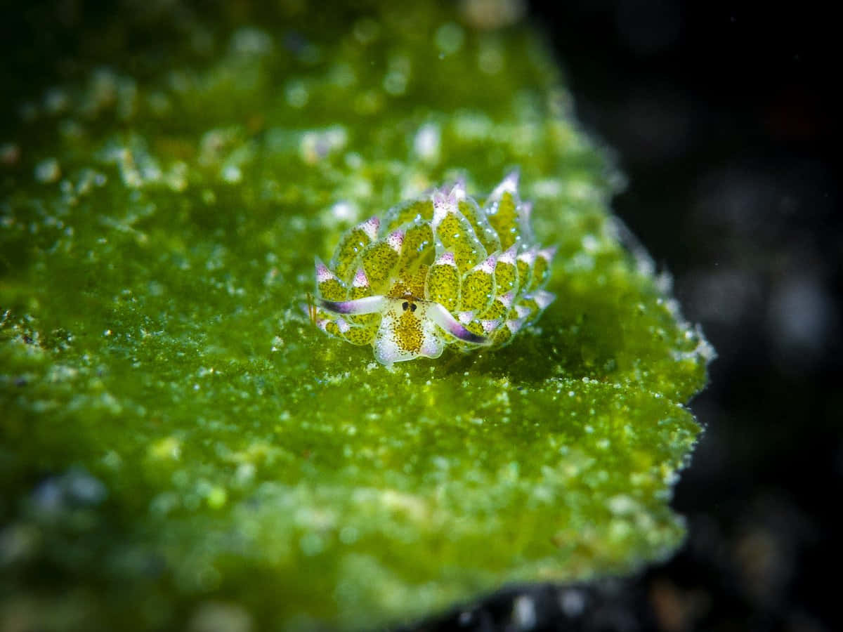 colorful sea slug, green and purple sea slug, yellow spots, SD Desktop Wallpaper