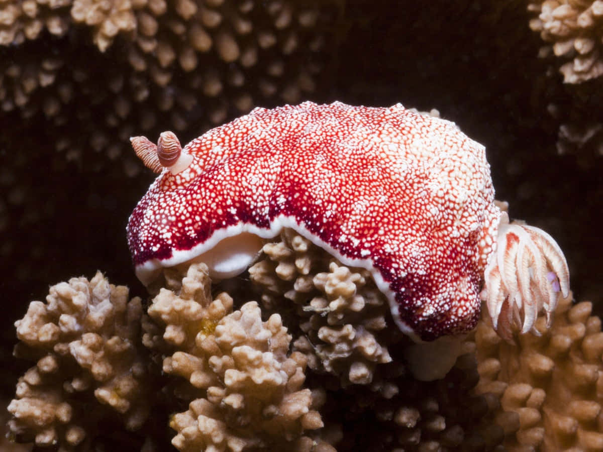 red white sea slug, coral, beige coral, SD Desktop Wallpaper