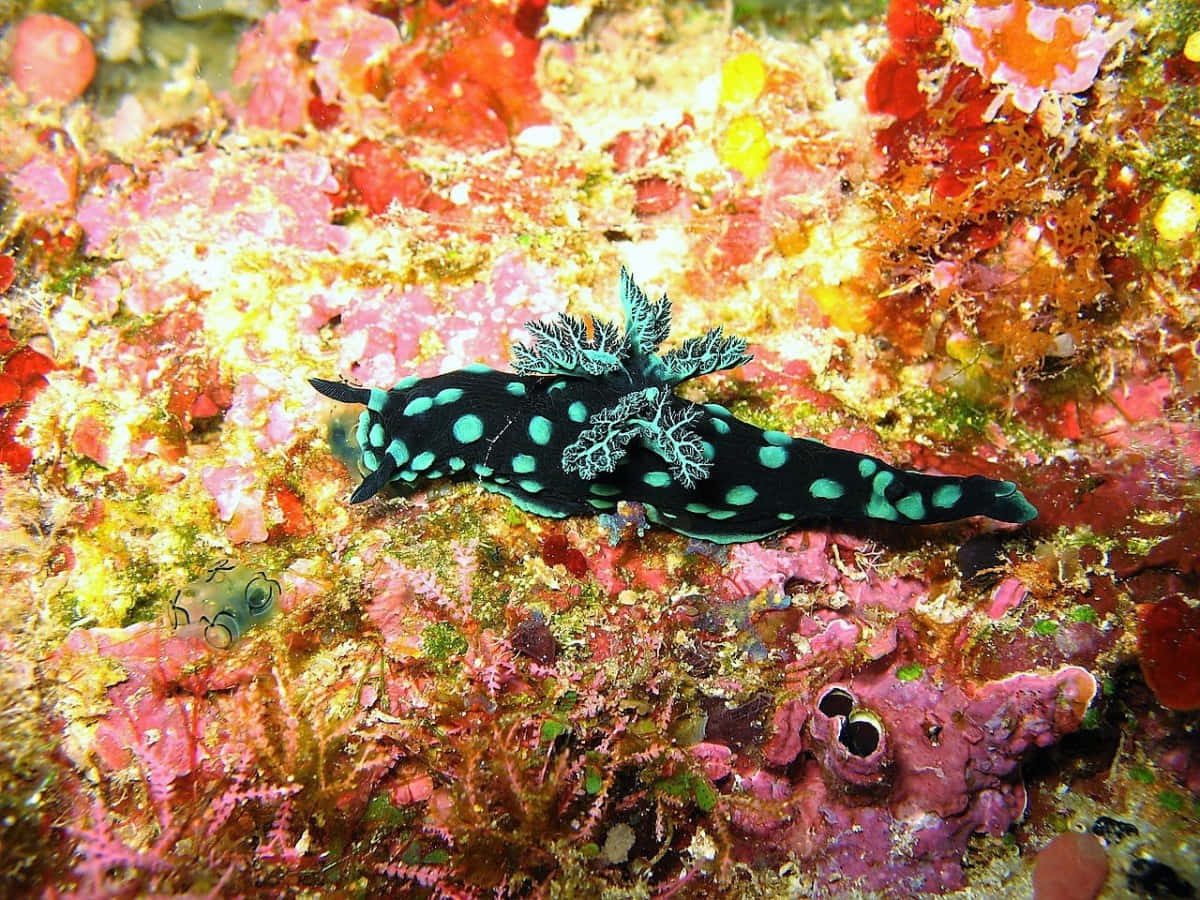 vibrant nudibranch, coral reef, black and teal spotted, SD Desktop Wallpaper