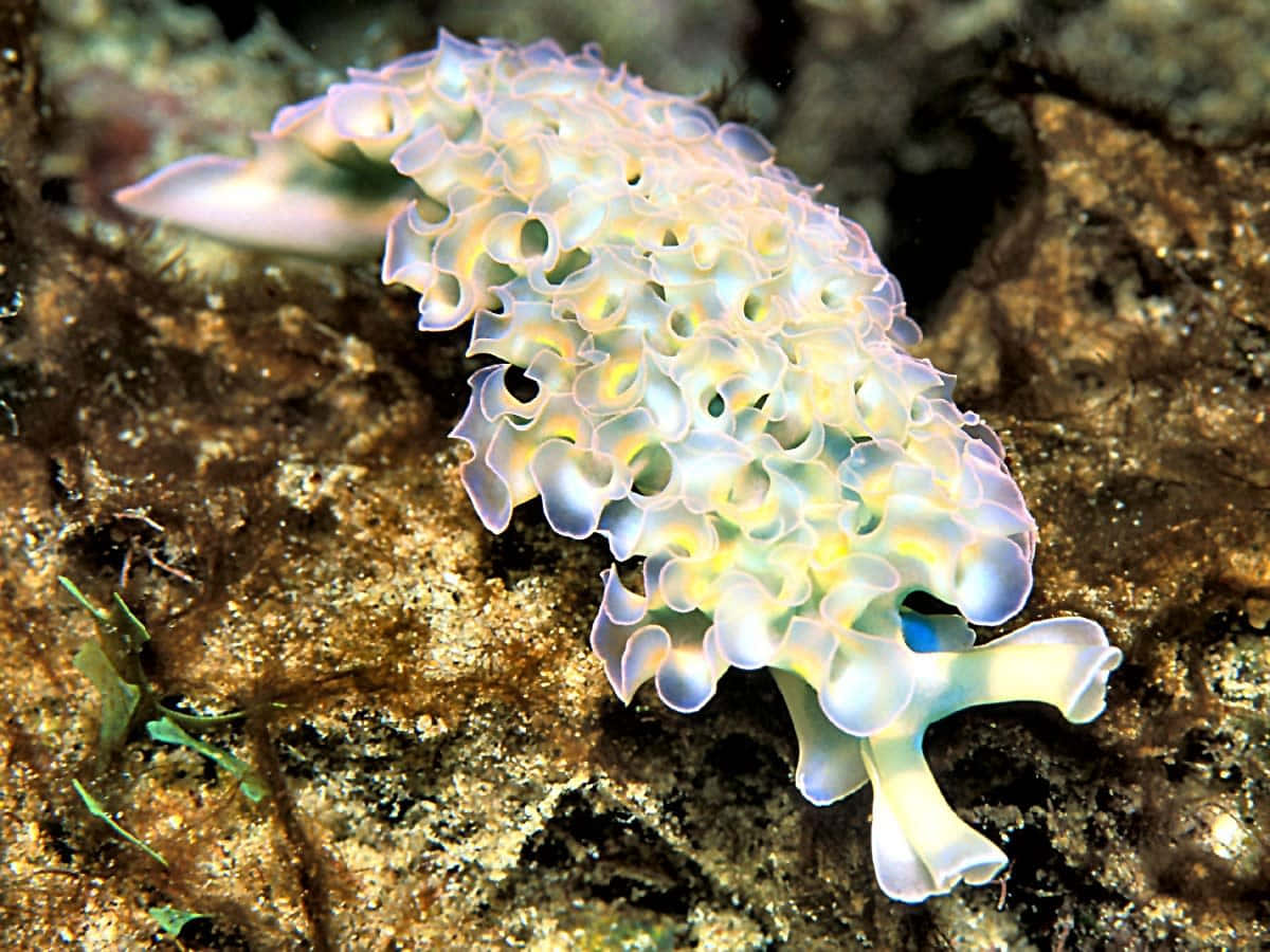 colorful sea slug, translucent sea slug, ruffled iridescent white and blue mantle, SD Desktop Wallpaper