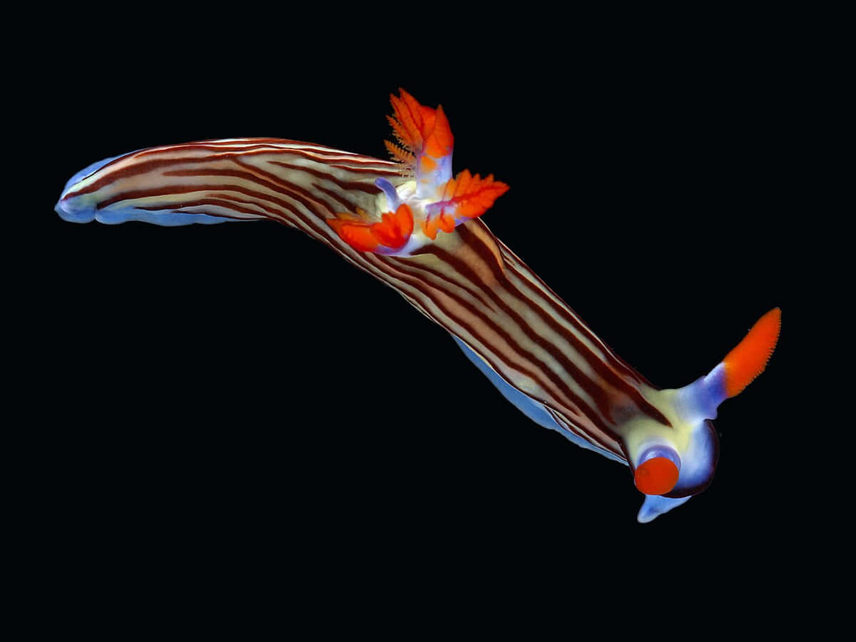 colorful nudibranch, orange blue and white stripes, pure black background, SD Desktop Wallpaper