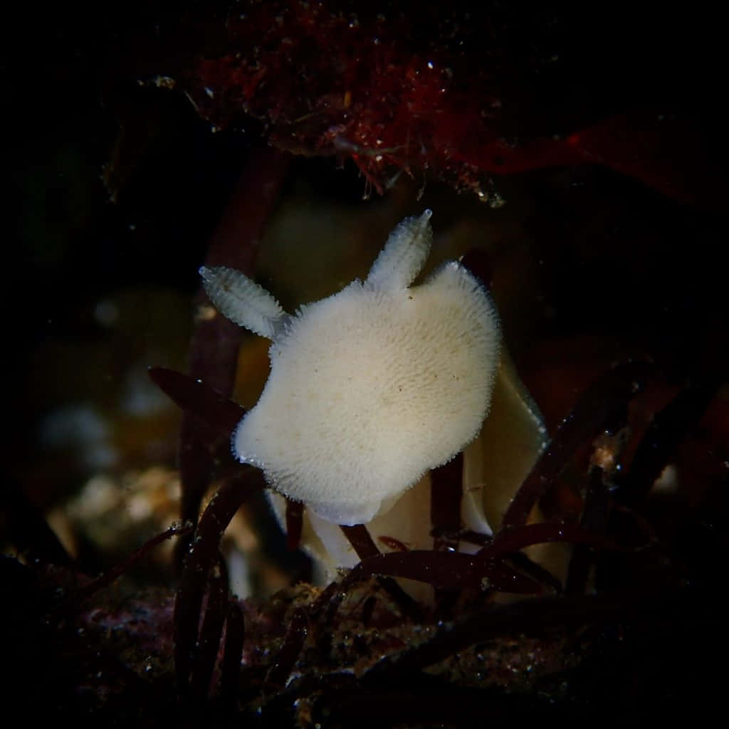 white sea slug, feathery appendages, dark red seaweed, SD Desktop Wallpaper