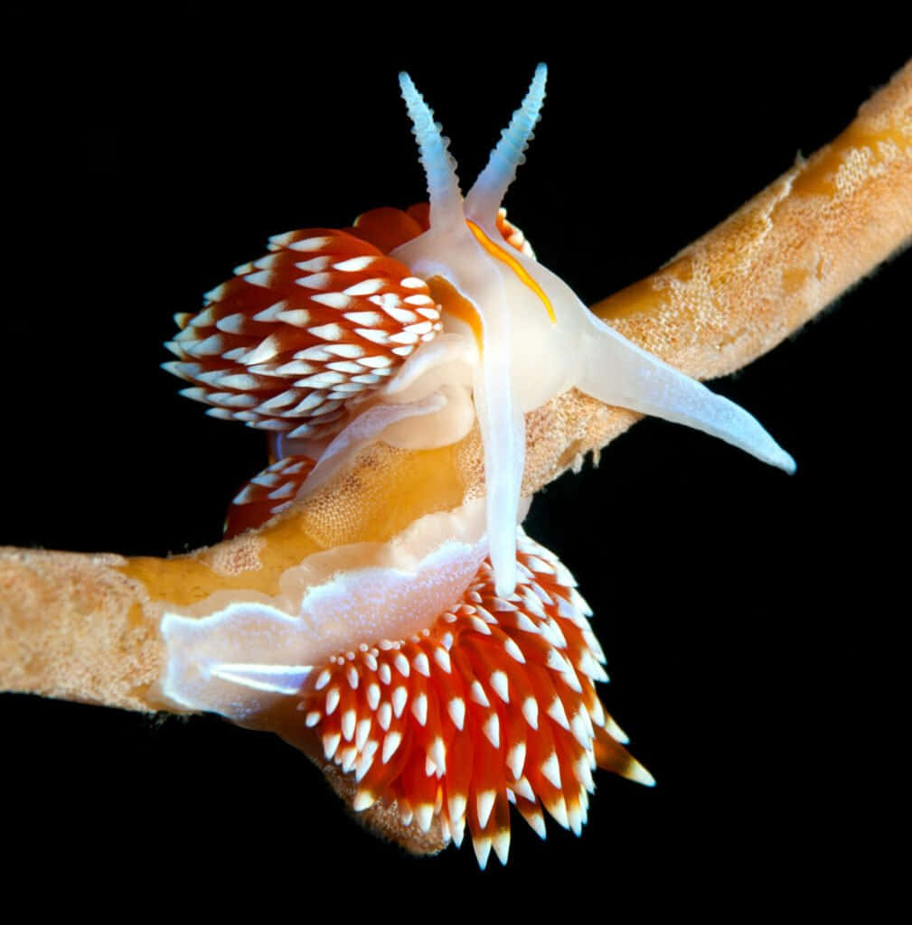 colorful sea slug, coral, vibrant orange and white, SD Phone Wallpaper