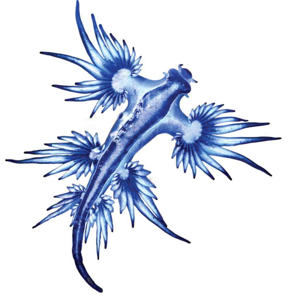 blue dragon sea slug, feathery appendages, stark white background, SD Phone Wallpaper
