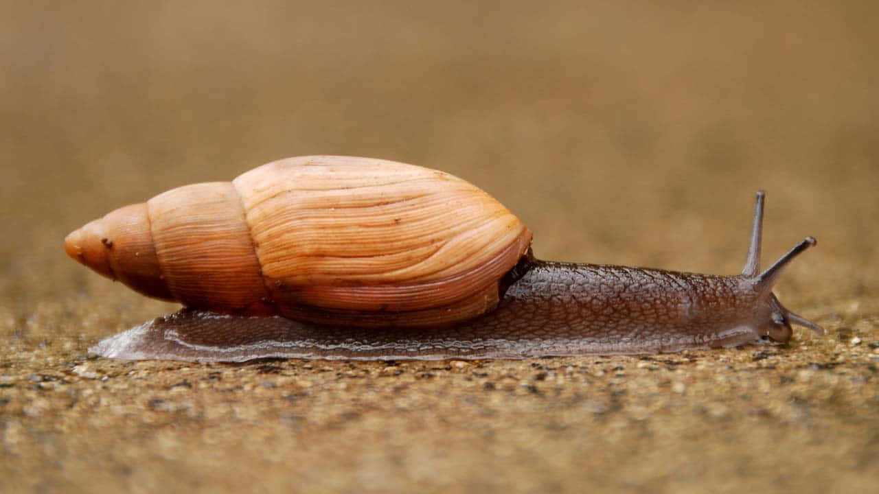 brown sea snail, brown-shelled snail, textured concrete, HD Desktop Wallpaper